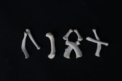 Mountain Lion Hyoids