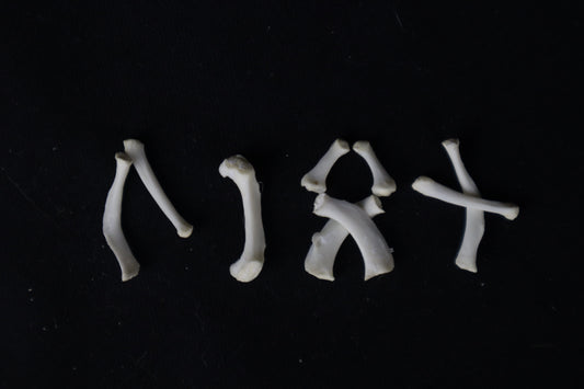 Mountain Lion Hyoids