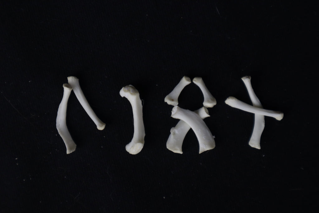 Mountain Lion Hyoids