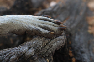 Raccoon Paw Knife