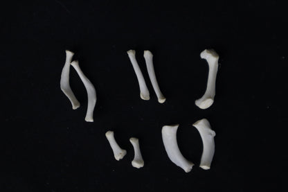 Mountain Lion Hyoids
