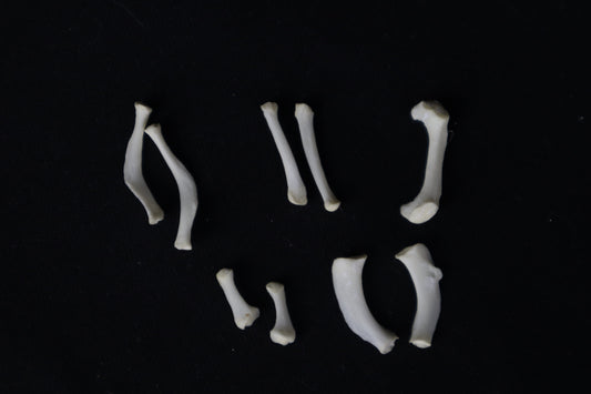 Mountain Lion Hyoids