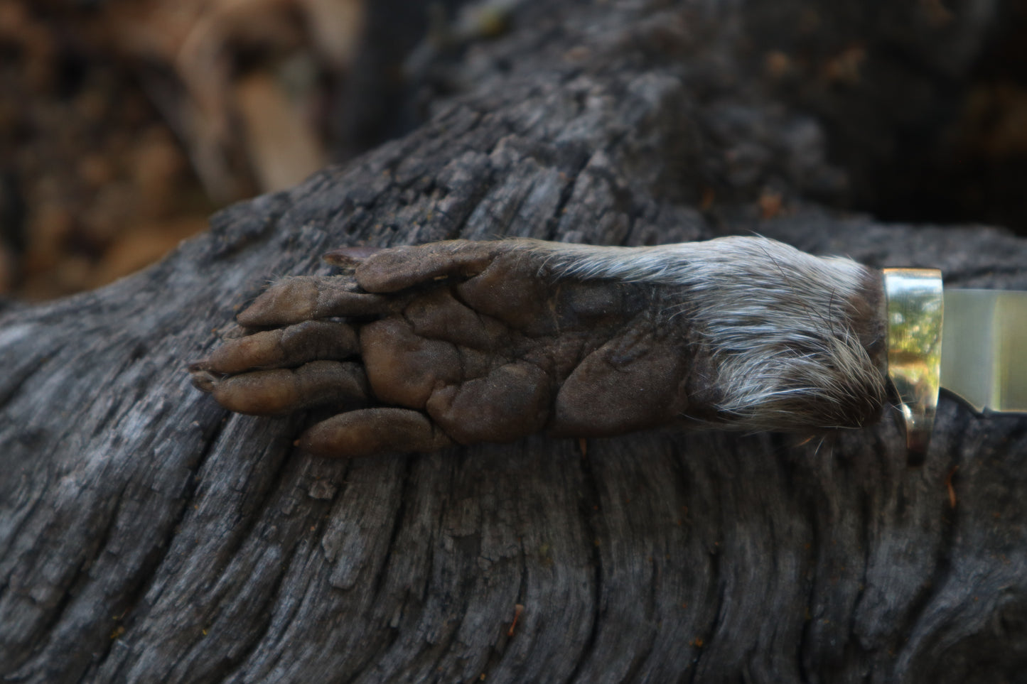 Raccoon Paw Knife