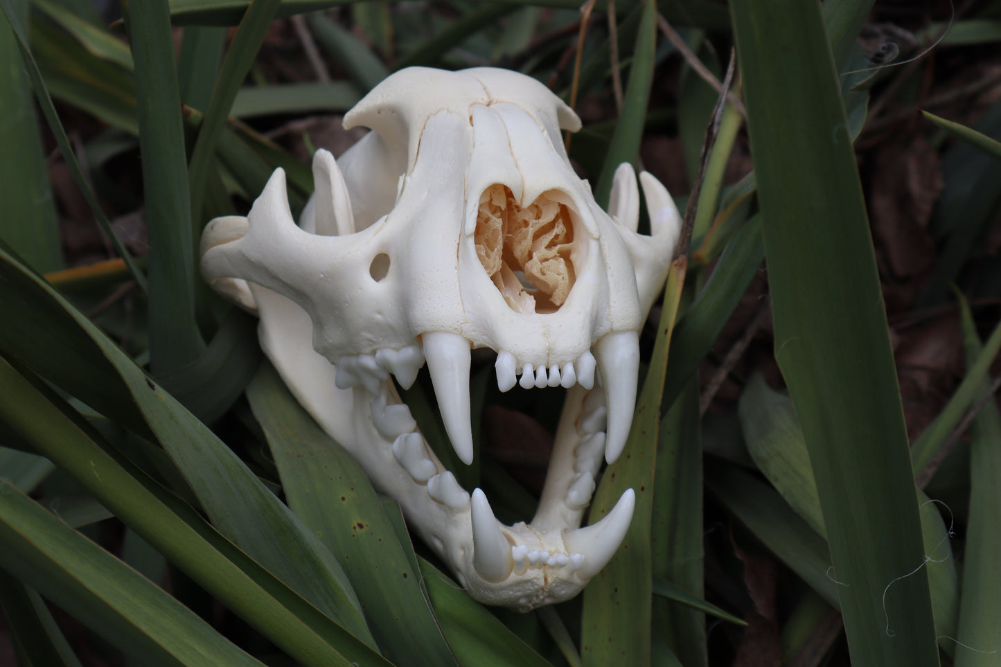 Mountain Lion Skull