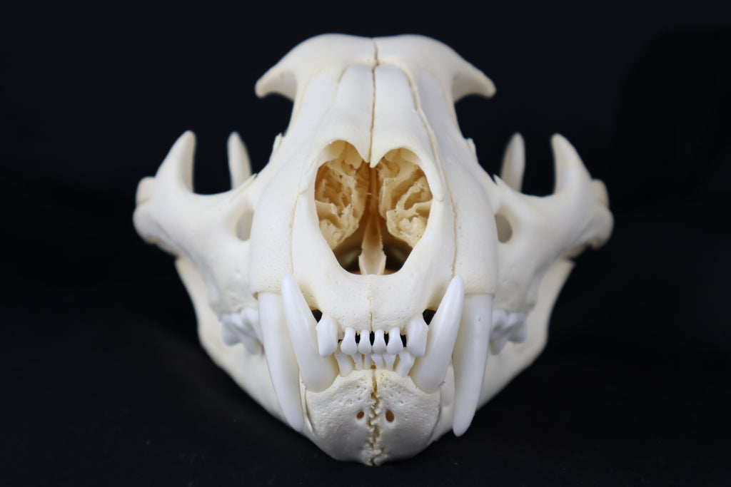 Mountain Lion Skull