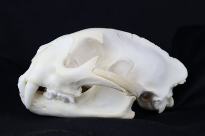 Mountain Lion Skull