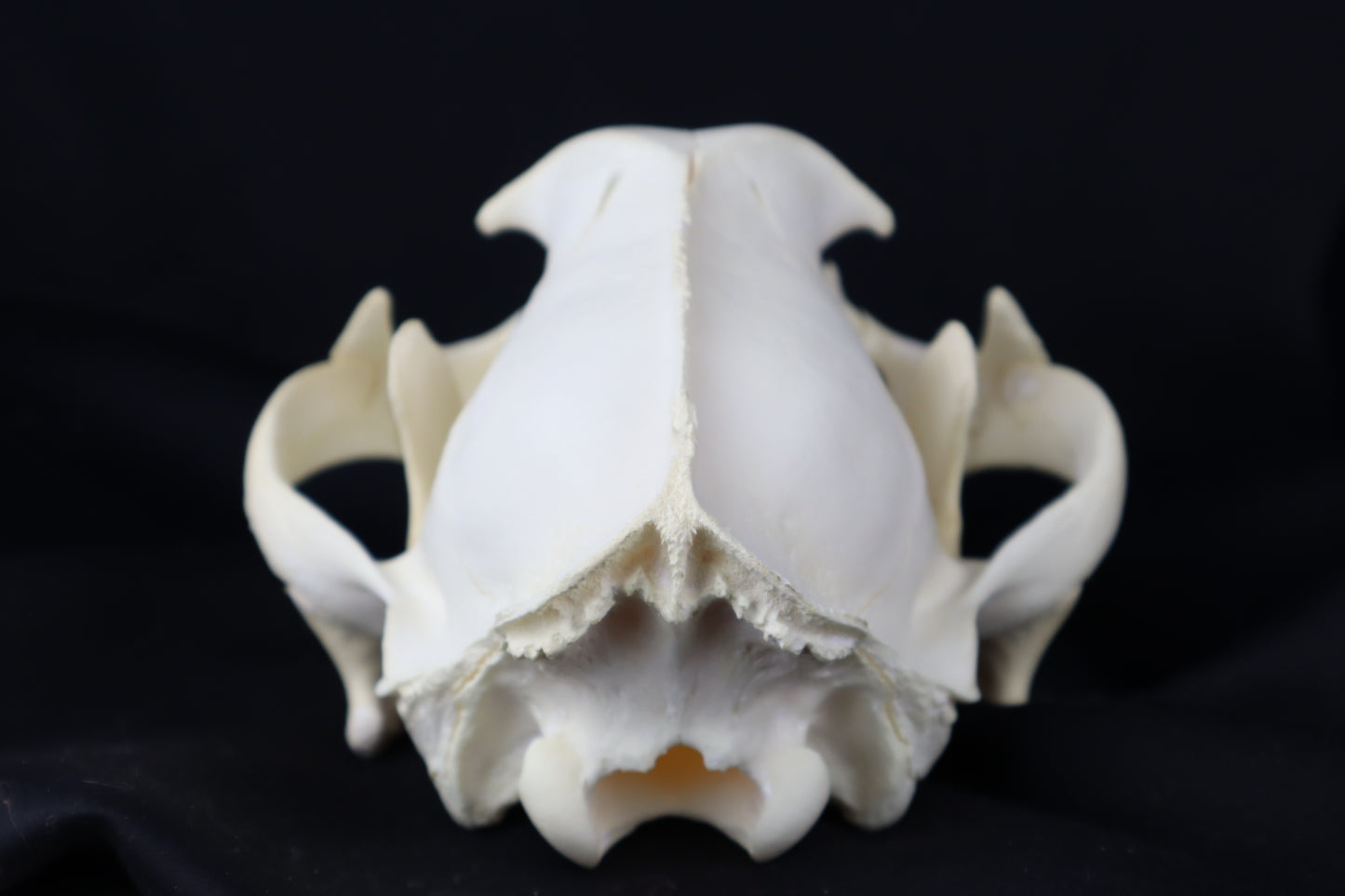 Mountain Lion Skull
