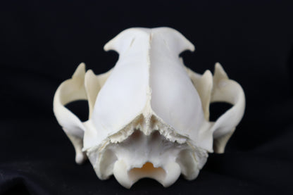 Mountain Lion Skull