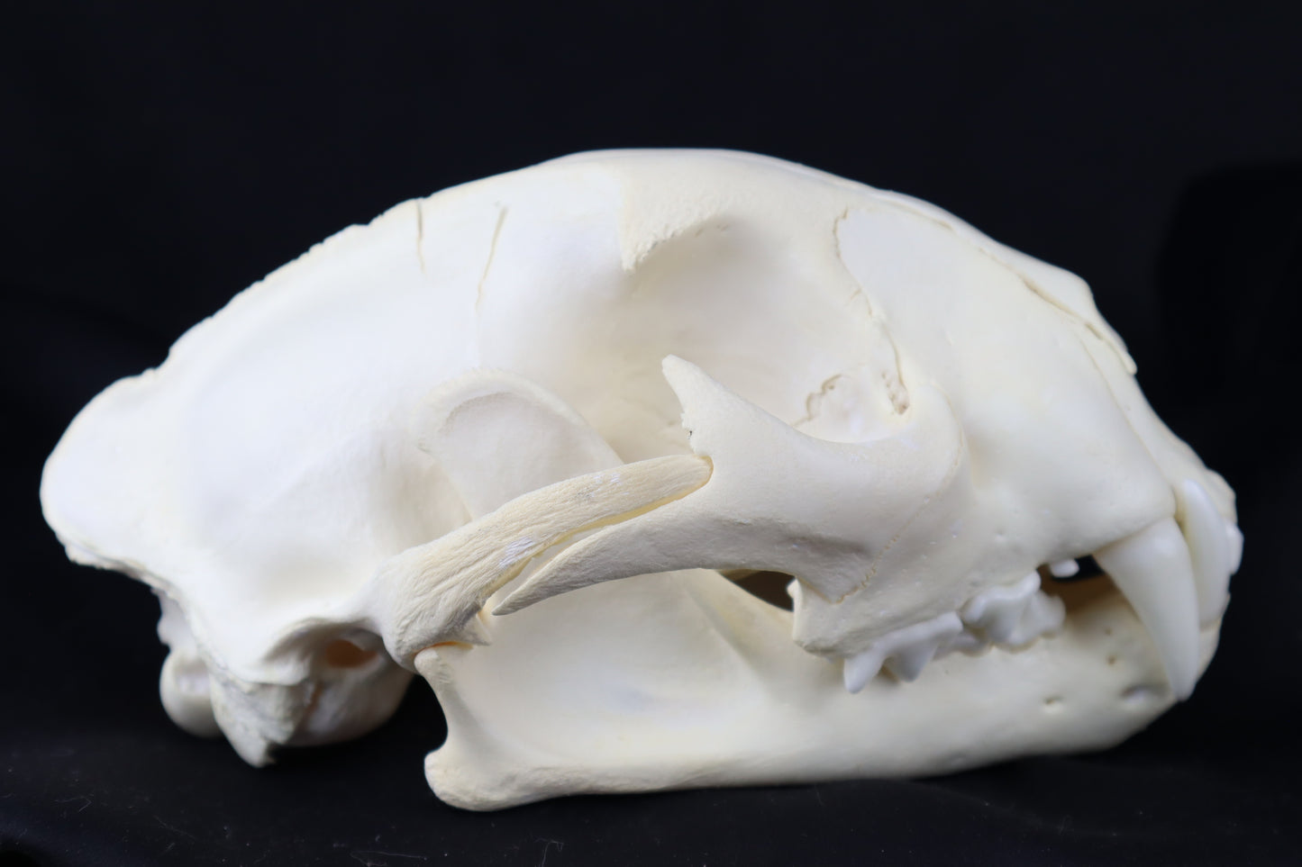Mountain Lion Skull