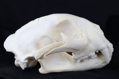 Mountain Lion Skull