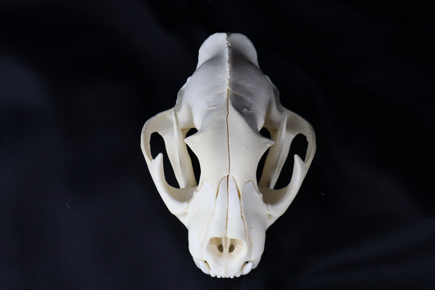 Mountain Lion Skull