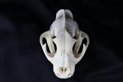 Mountain Lion Skull