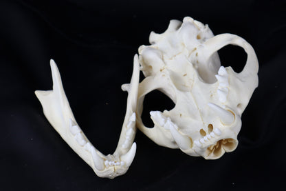 Mountain Lion Skull