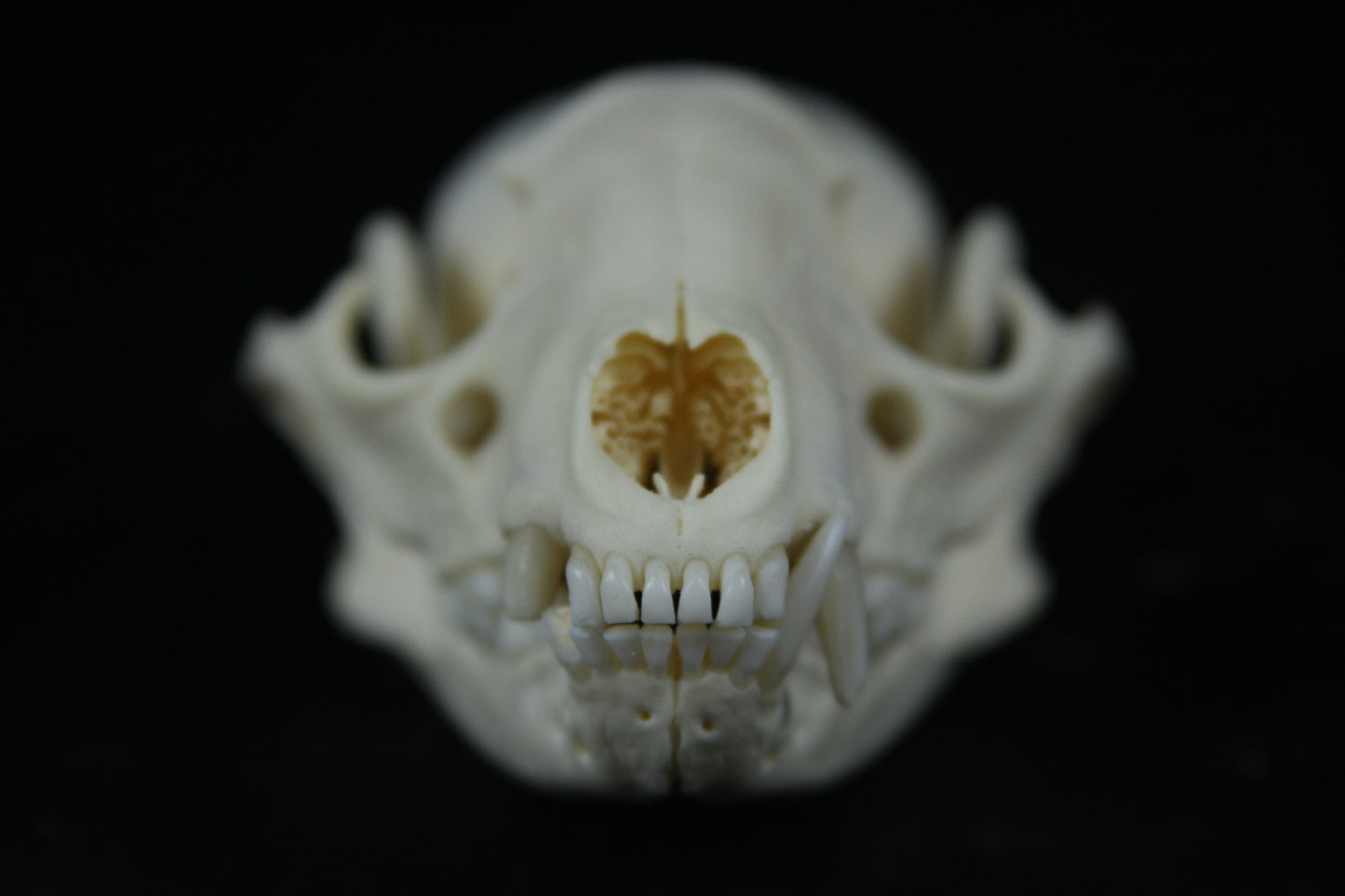 Raccoon Skull