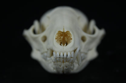 Raccoon Skull
