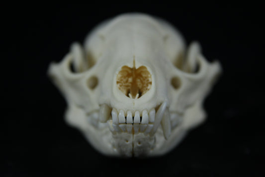 Raccoon Skull