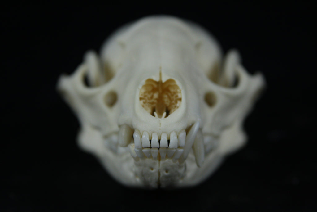 Raccoon Skull