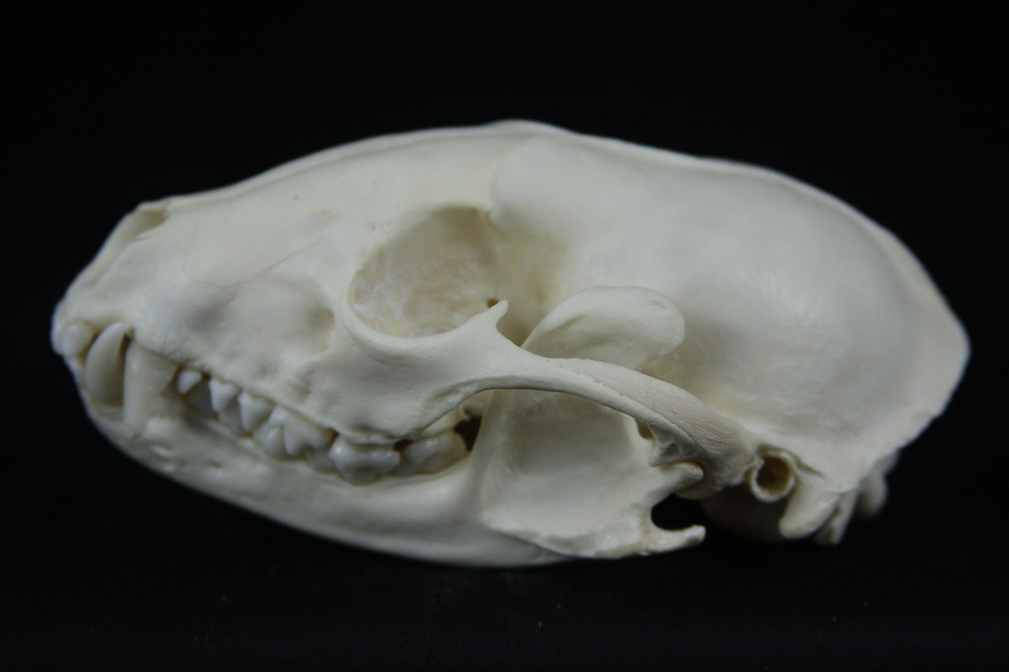 Raccoon Skull