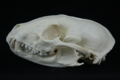 Raccoon Skull
