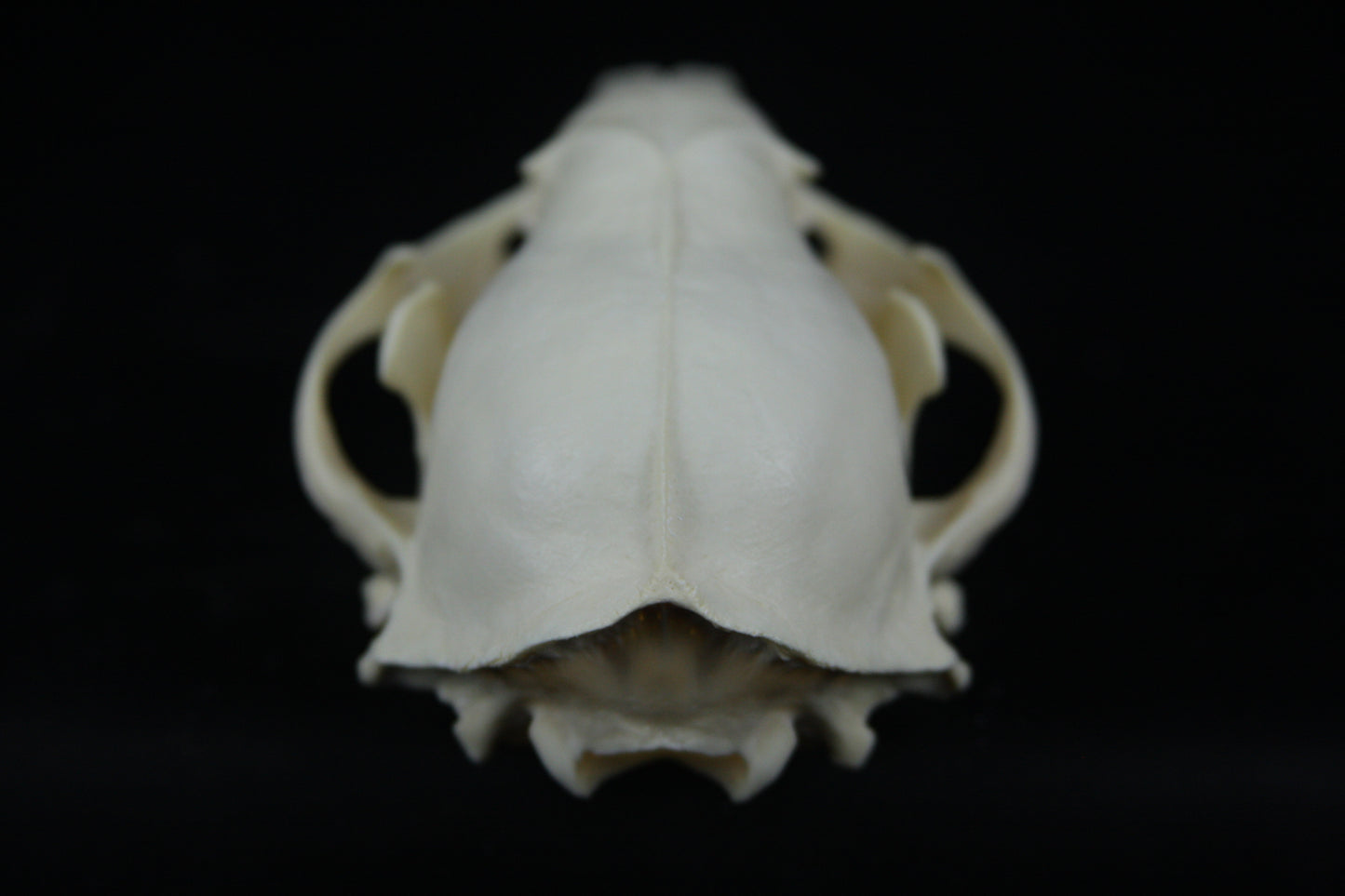 Raccoon Skull