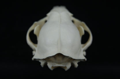 Raccoon Skull