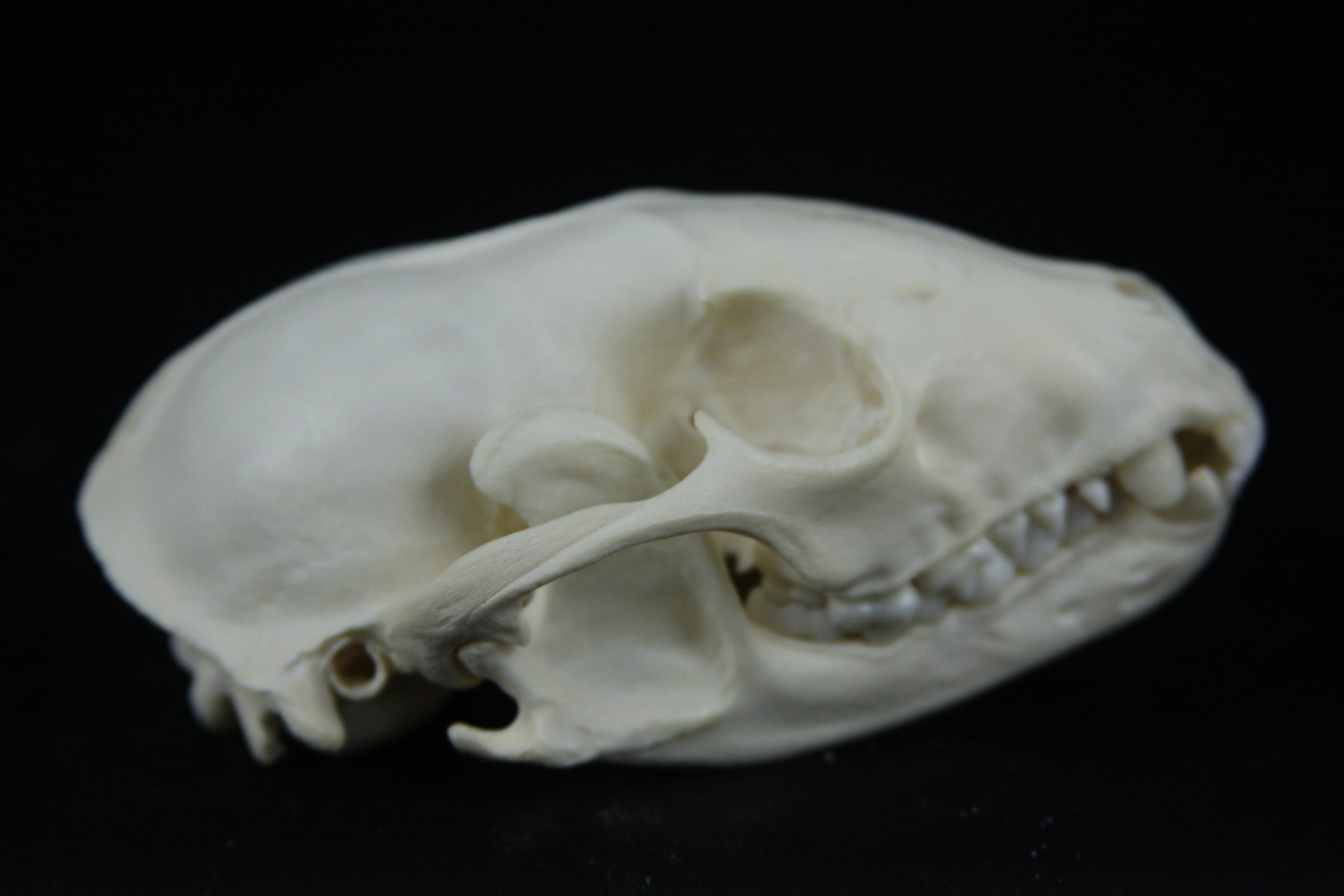 Raccoon Skull