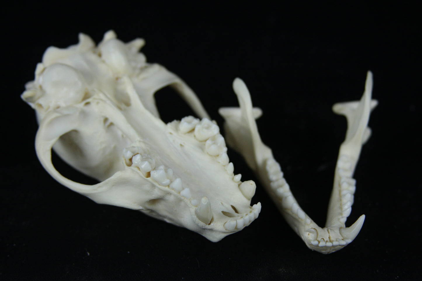 Raccoon Skull