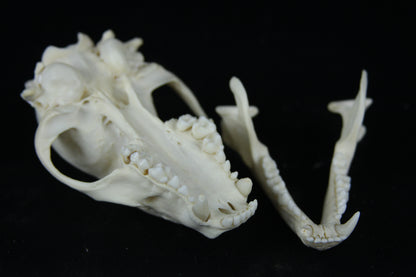 Raccoon Skull