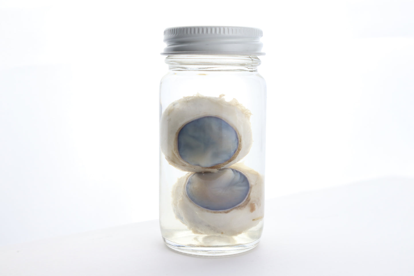 Mountain Lion Eyes Wet Specimen