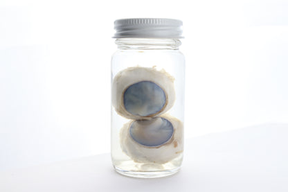 Mountain Lion Eyes Wet Specimen