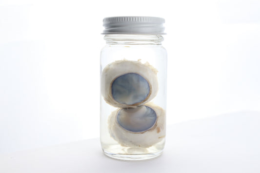Mountain Lion Eyes Wet Specimen