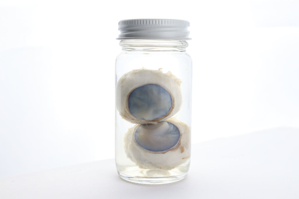 Mountain Lion Eyes Wet Specimen