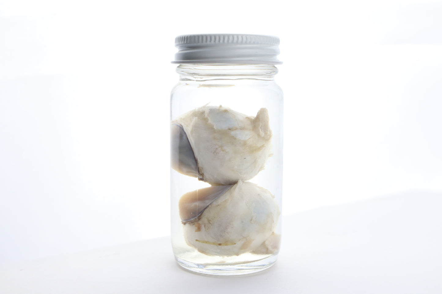 Mountain Lion Eyes Wet Specimen