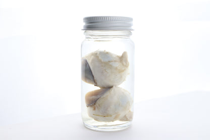 Mountain Lion Eyes Wet Specimen