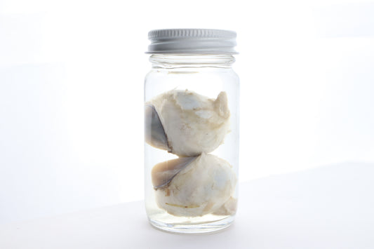 Mountain Lion Eyes Wet Specimen