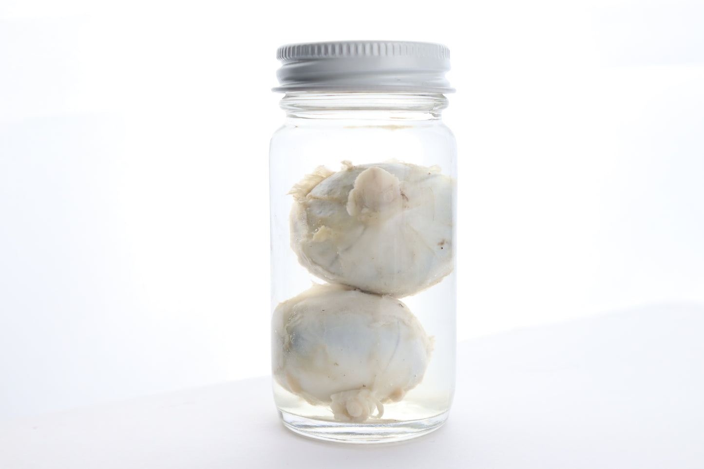 Mountain Lion Eyes Wet Specimen