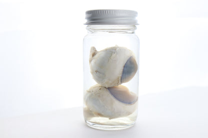 Mountain Lion Eyes Wet Specimen