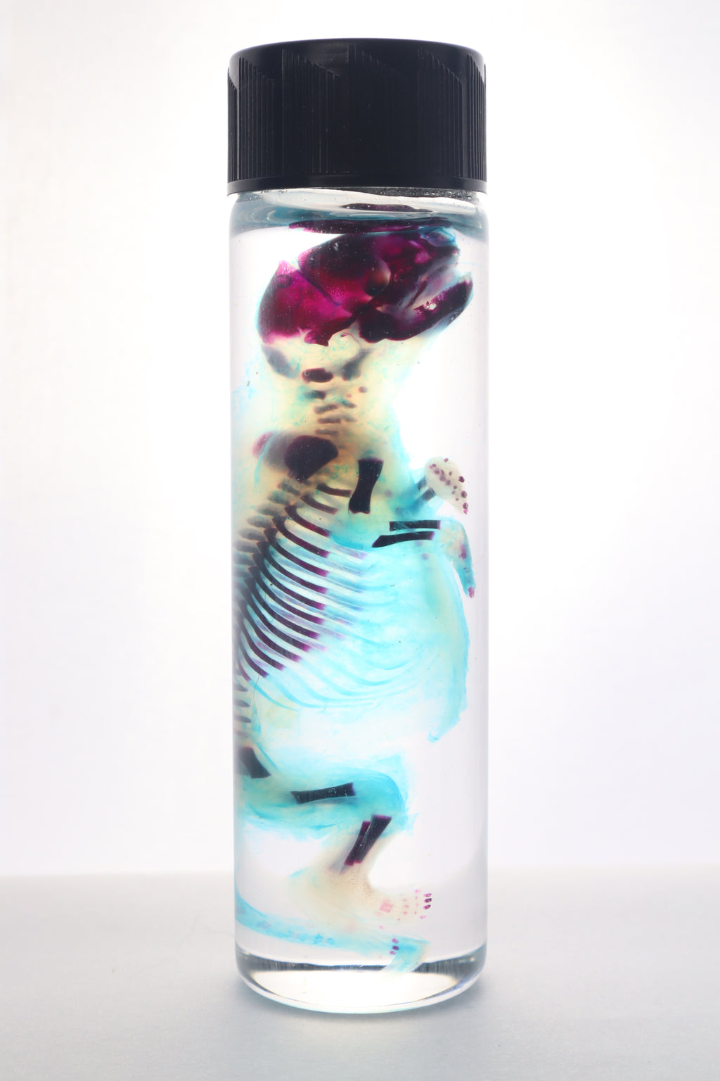 Diaphonized Fetal Skunk