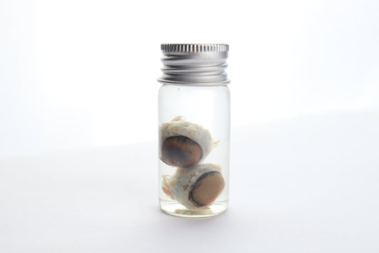 Raccoon Eyes Wet Specimen