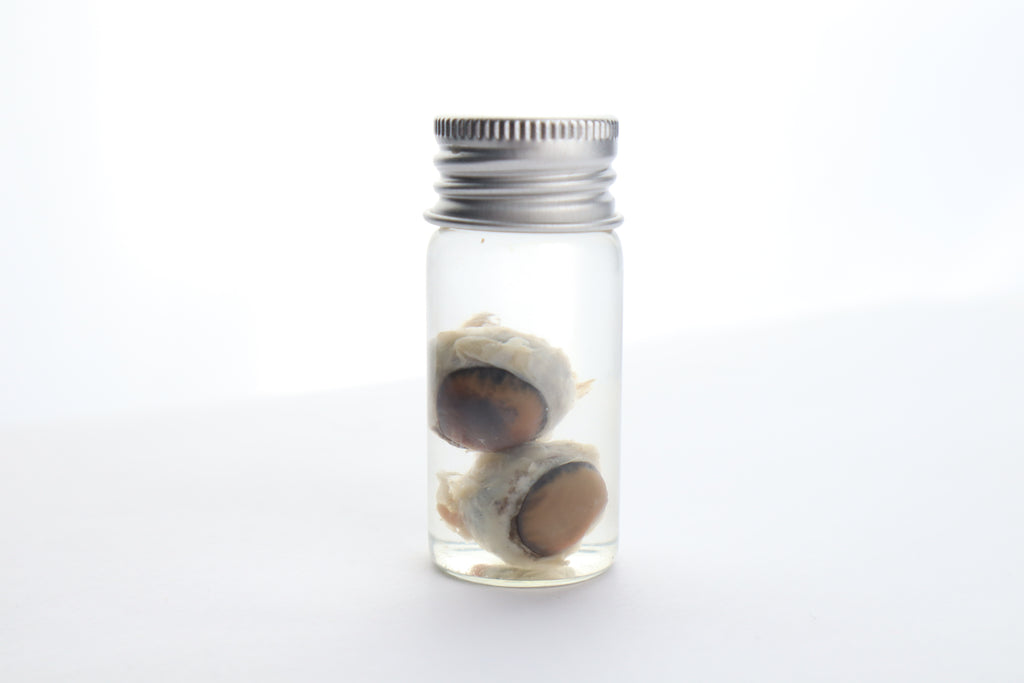 Raccoon Eyes Wet Specimen
