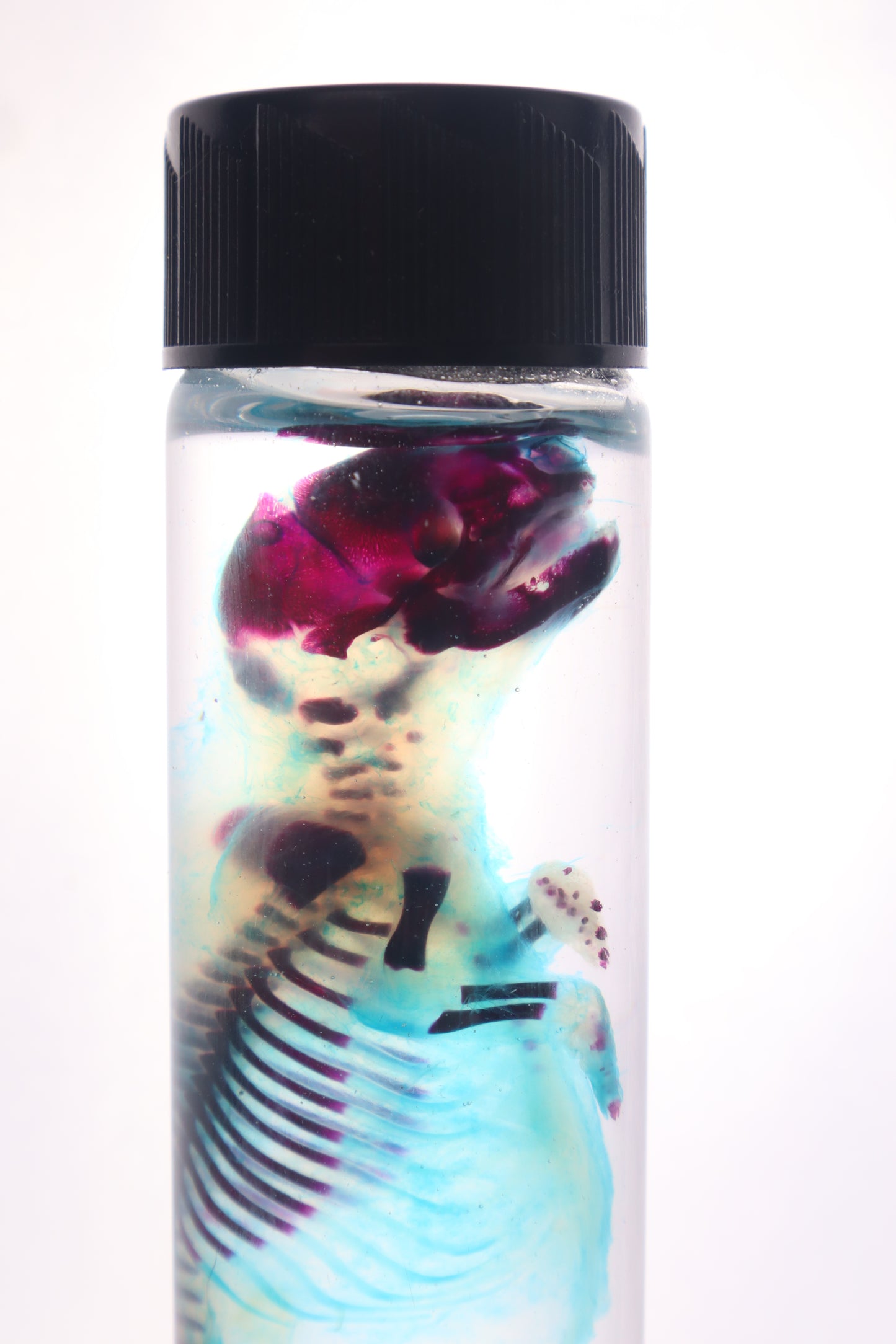 Diaphonized Fetal Skunk