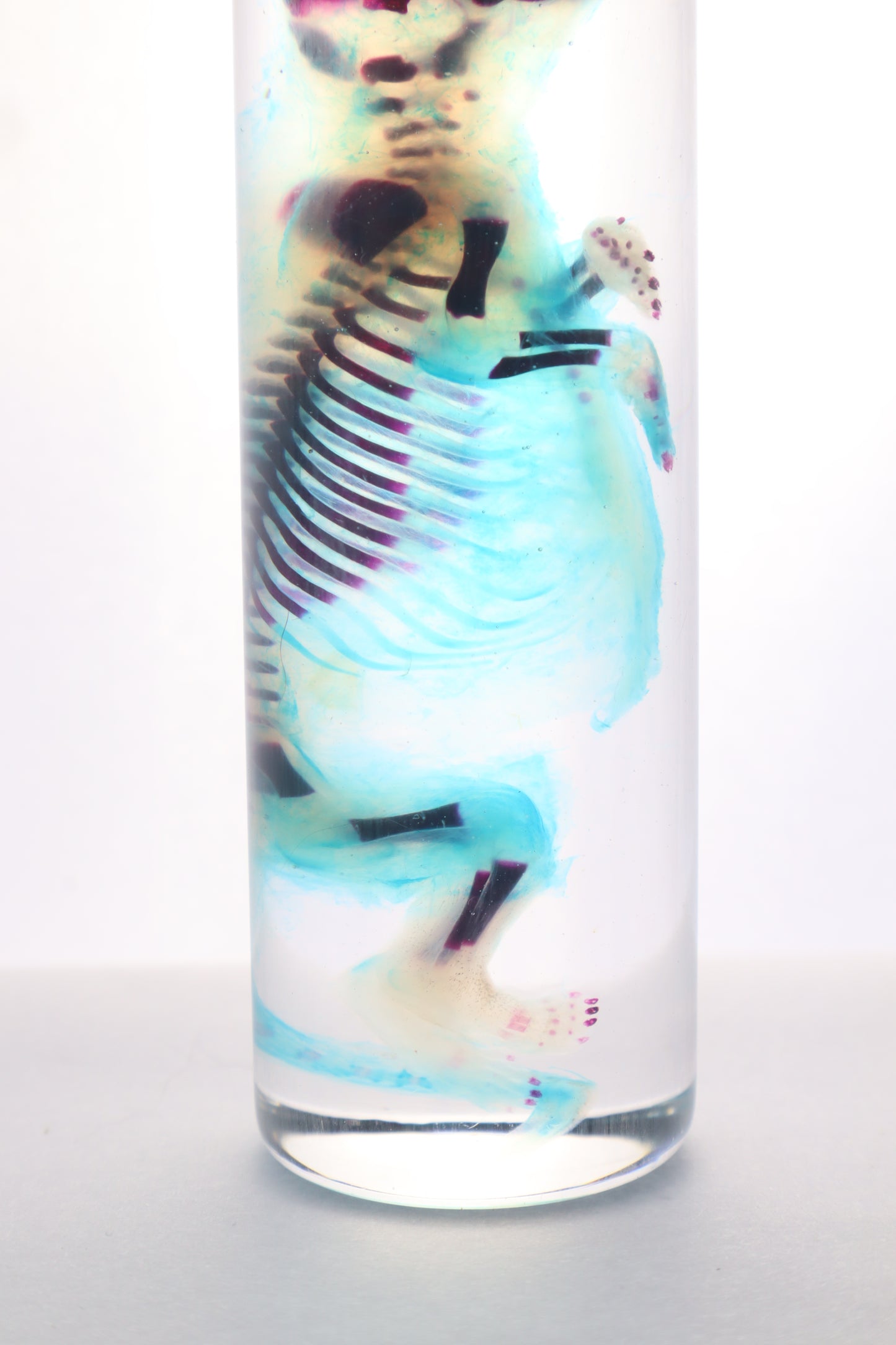 Diaphonized Fetal Skunk