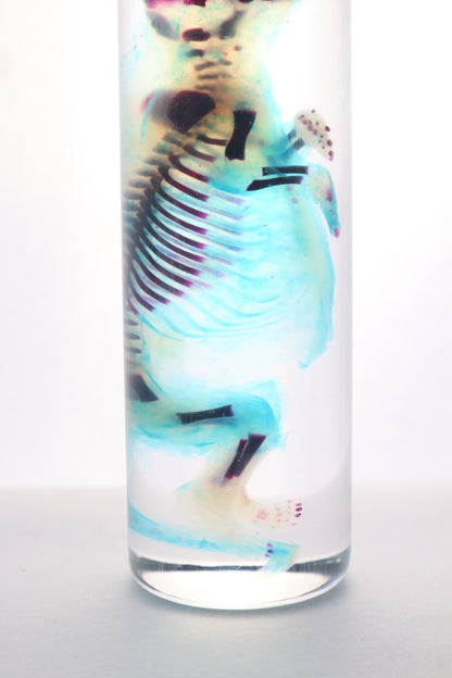 Diaphonized Fetal Skunk