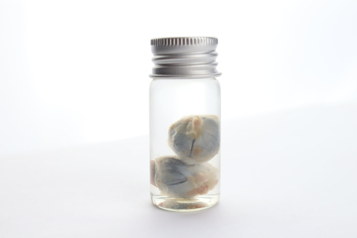 Raccoon Eyes Wet Specimen