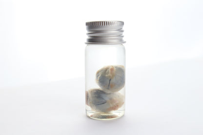 Raccoon Eyes Wet Specimen