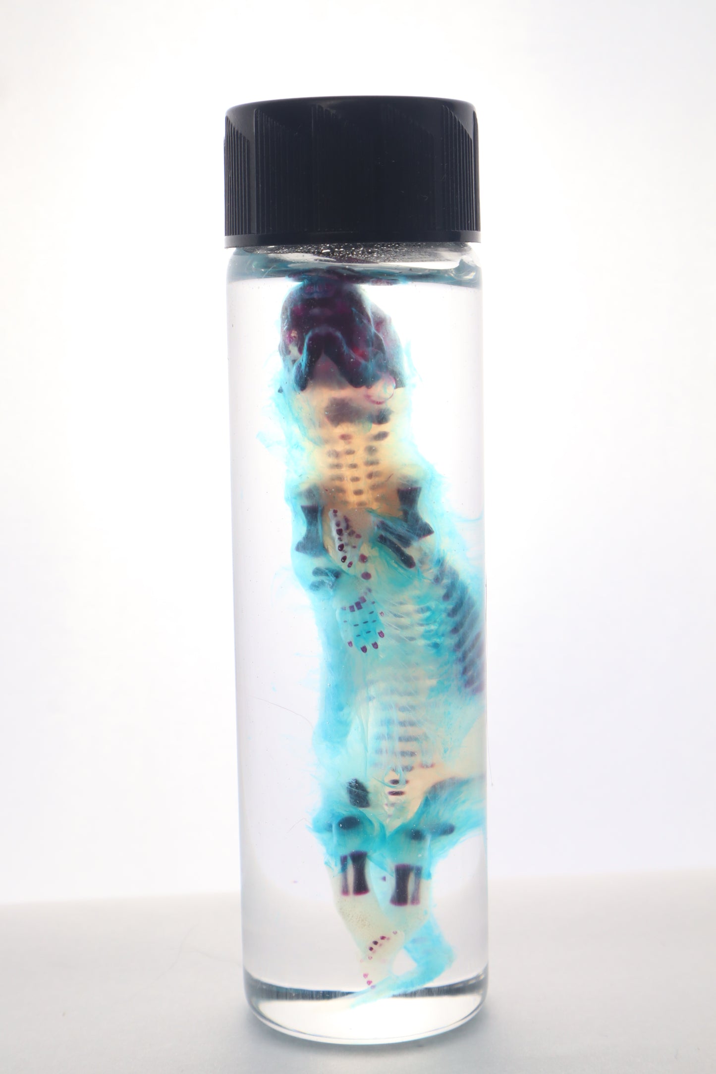 Diaphonized Fetal Skunk