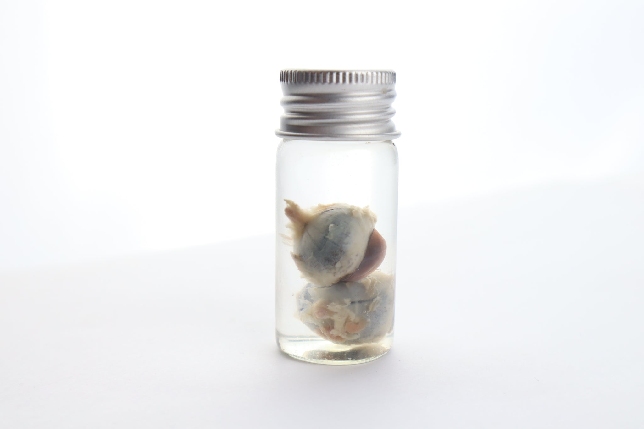 Raccoon Eyes Wet Specimen