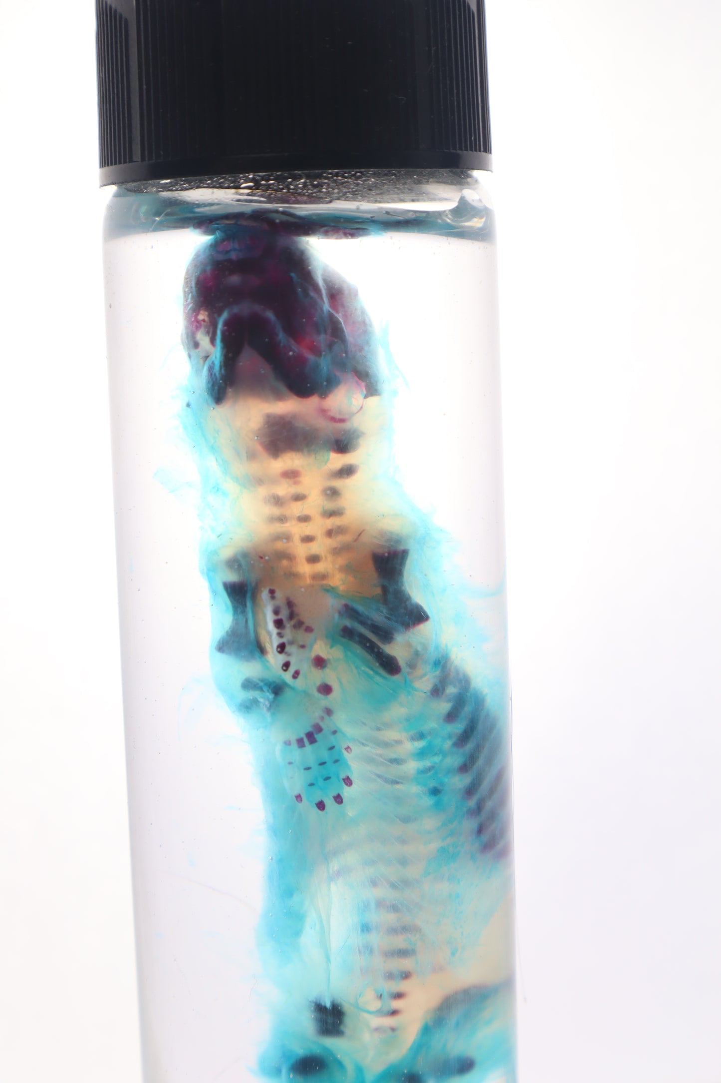Diaphonized Fetal Skunk