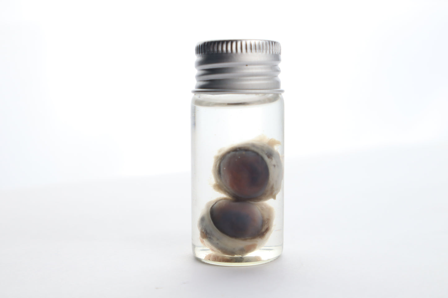 Raccoon Eyes Wet Specimen