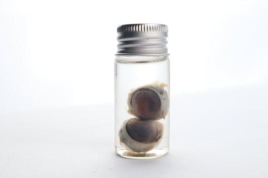 Raccoon Eyes Wet Specimen